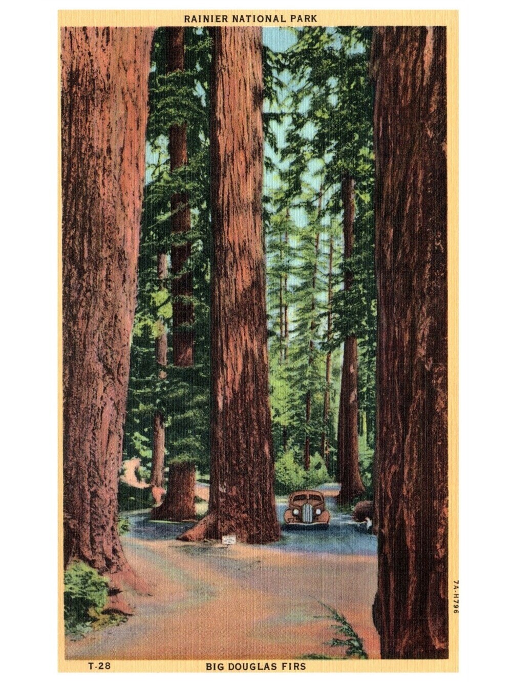 Vintage Postcard Big Douglas Firs Rainier National Park Washington